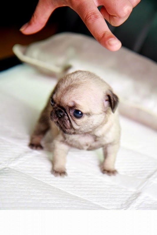 What is a miniature pug?